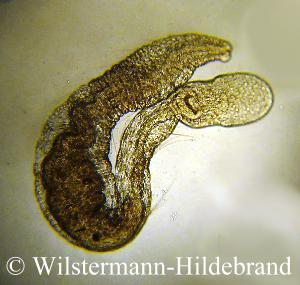 Borstenwurm im Aquarium