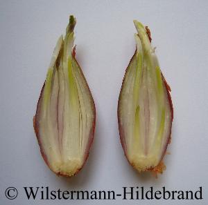 Ausgeschnittene Schalotte
