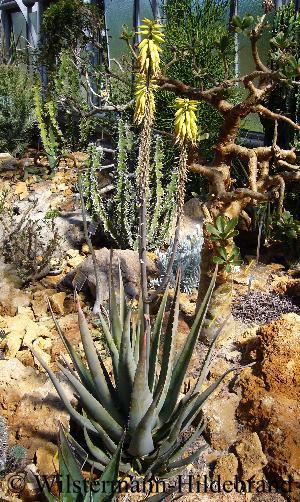 Aloe vera mit Blütenständen