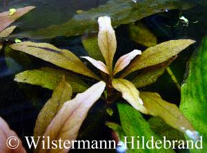 Eisenmangel an Alternanthera reineckii