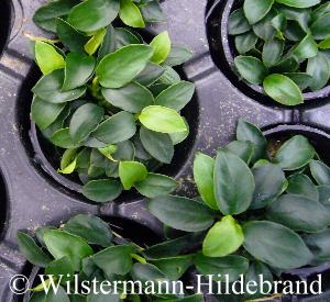 Zwerform von Anubias nana