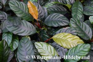 Anubias barteri var. coffeefolia