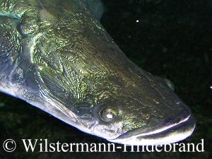 Portrait eines Arapaima