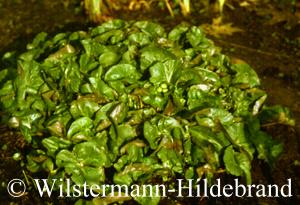 Sumpfdotterblume Ende M&auml;rz