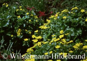 Bl&uuml;ten Mitte April