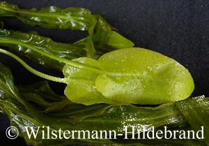 Schwimmblätter
