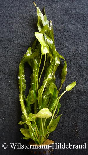 submerser Echinodorus berteroi