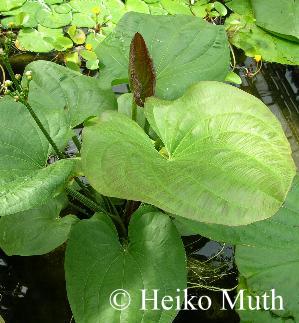 Echinodorus floribundus
