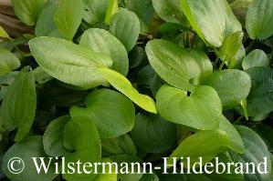 Bestand in einer Gärtnerei