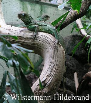 Leguan