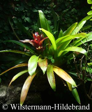 Guzmannia und Ficus pumila