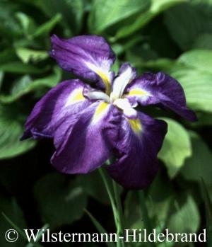 Iris ensata