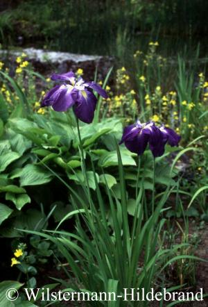 Iris ensata