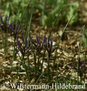 Iris reticulata