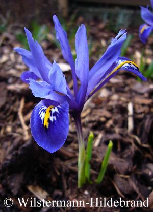 Iris reticulata