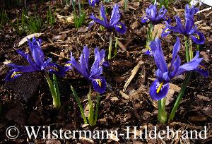 Iris reticulata