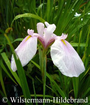 Iris setosa