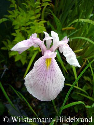 Bl&uuml;te