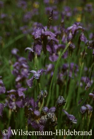 Blue Celeste