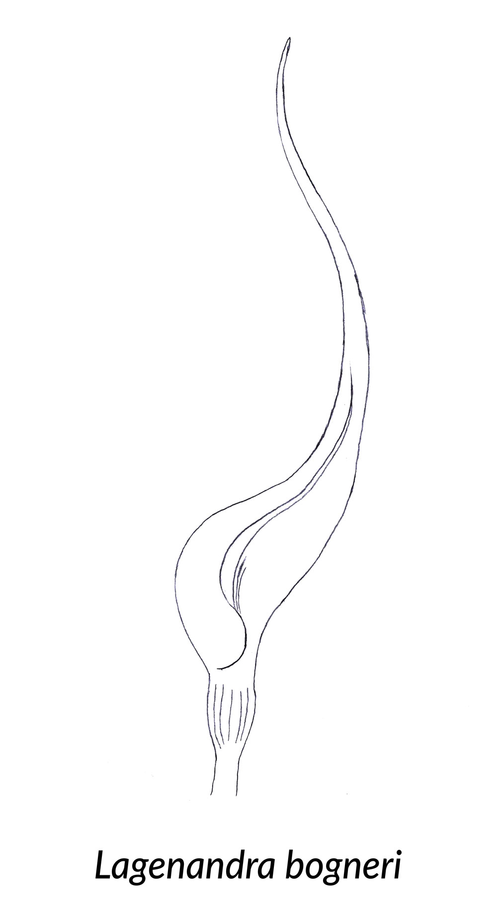 Skizze einer Spatha von Lagenandra bogneri