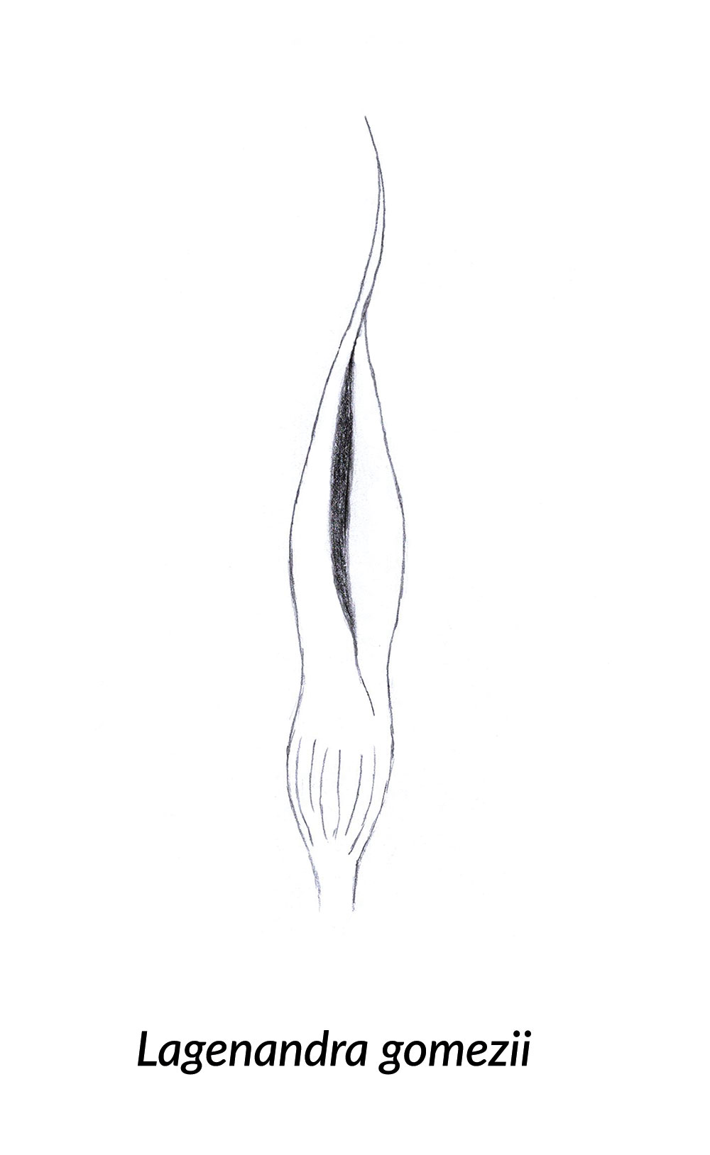 Skizze einer Spatha von Lagenandra gomezii