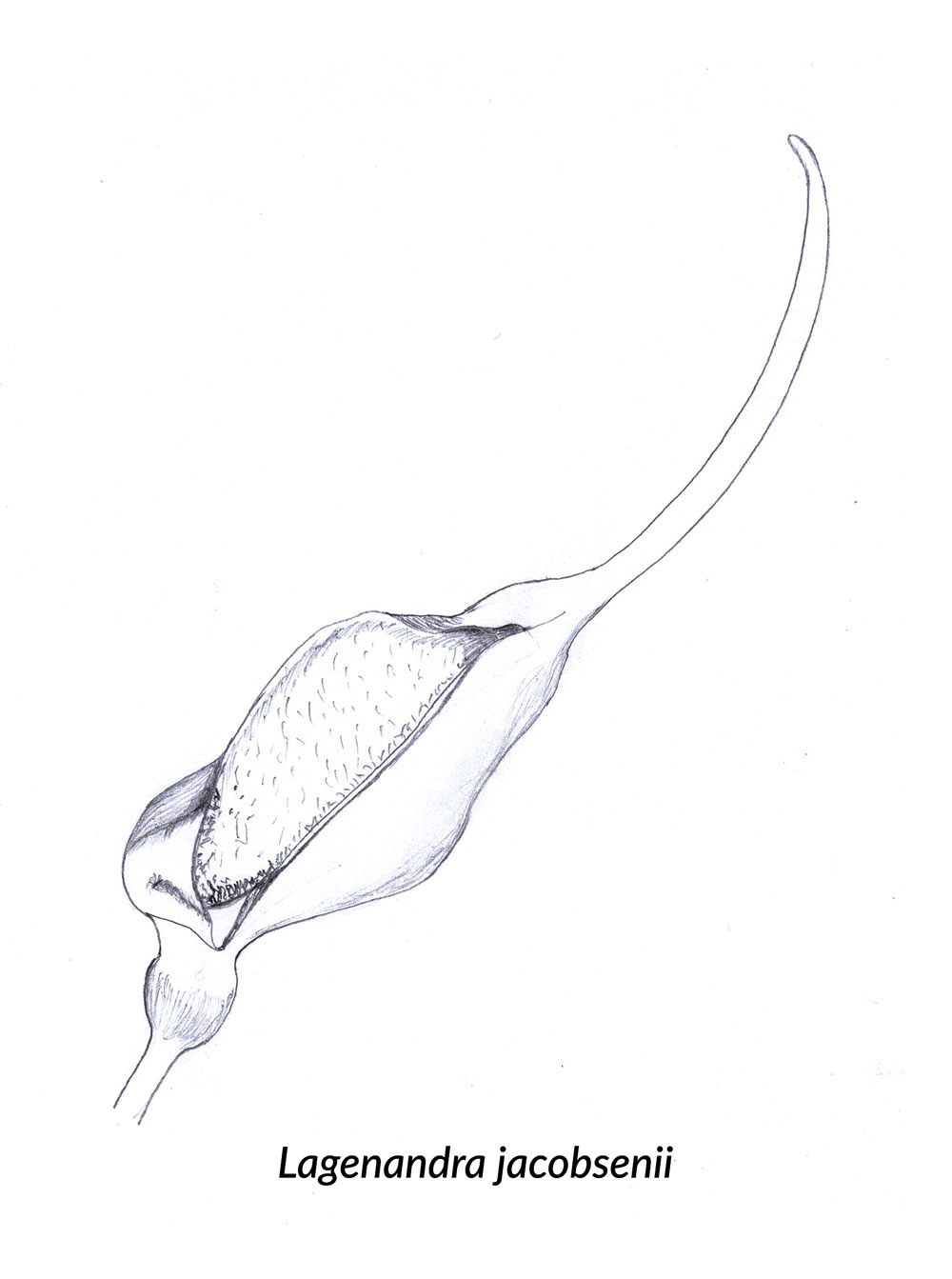 Skizze einer Spatha von Lagenandra jacobsenii