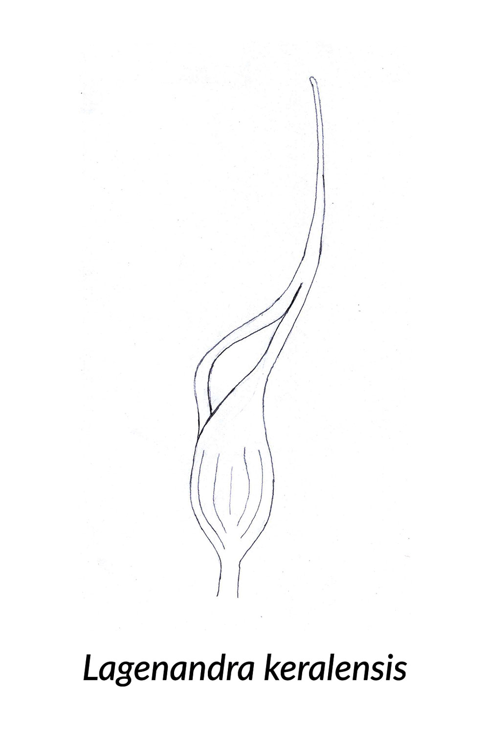 Skizze einer Spatha von Lagenandra keralensis