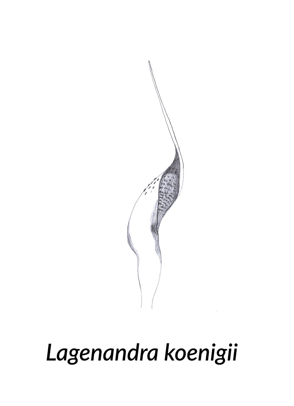 Skizze einer Spatha von Lagenandra koenigii