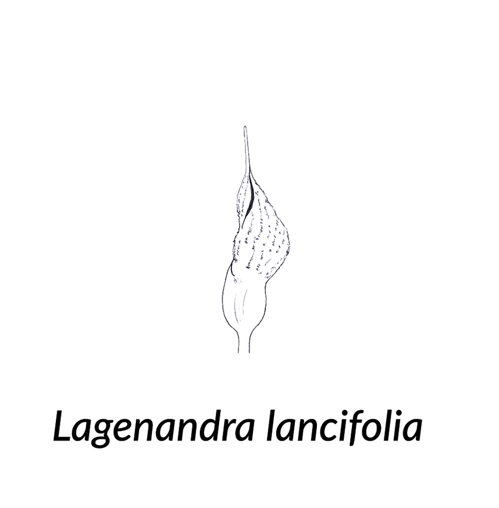 Skizze einer Spatha von Lagenandra koenigii