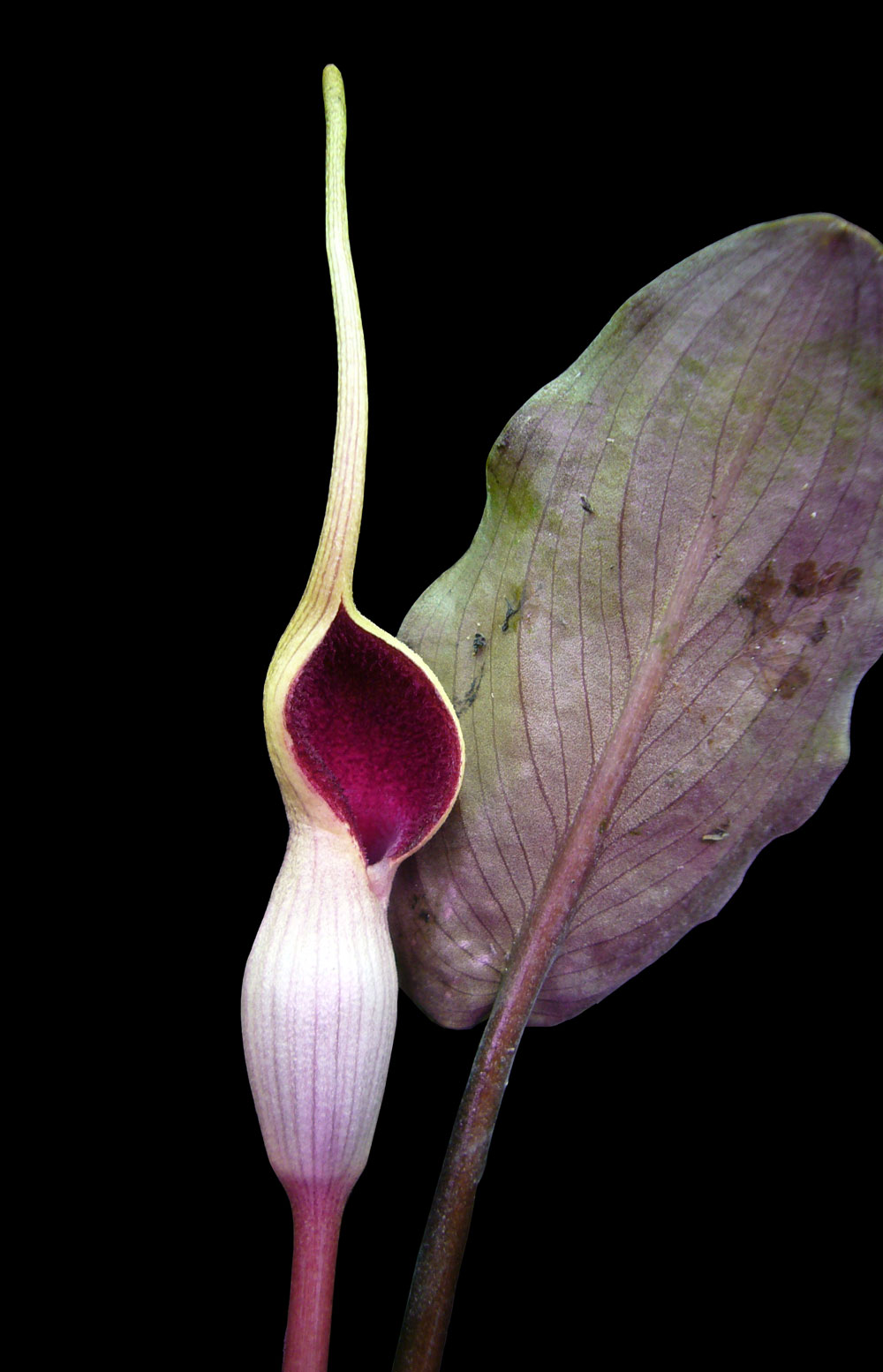 Blütenstand von Lagenandra meeboldii