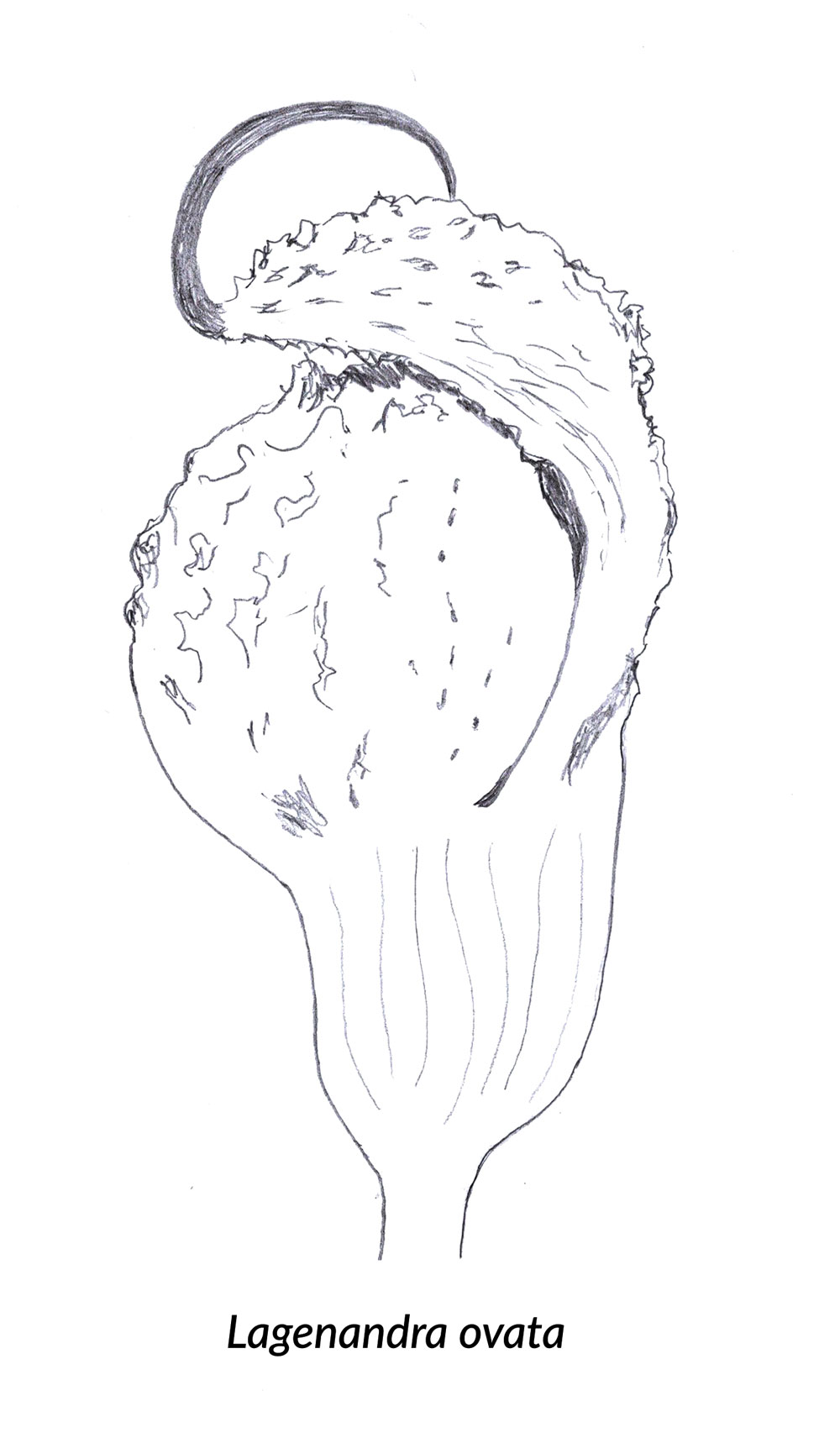 Skizze einer Lagenandra ovata Spatha