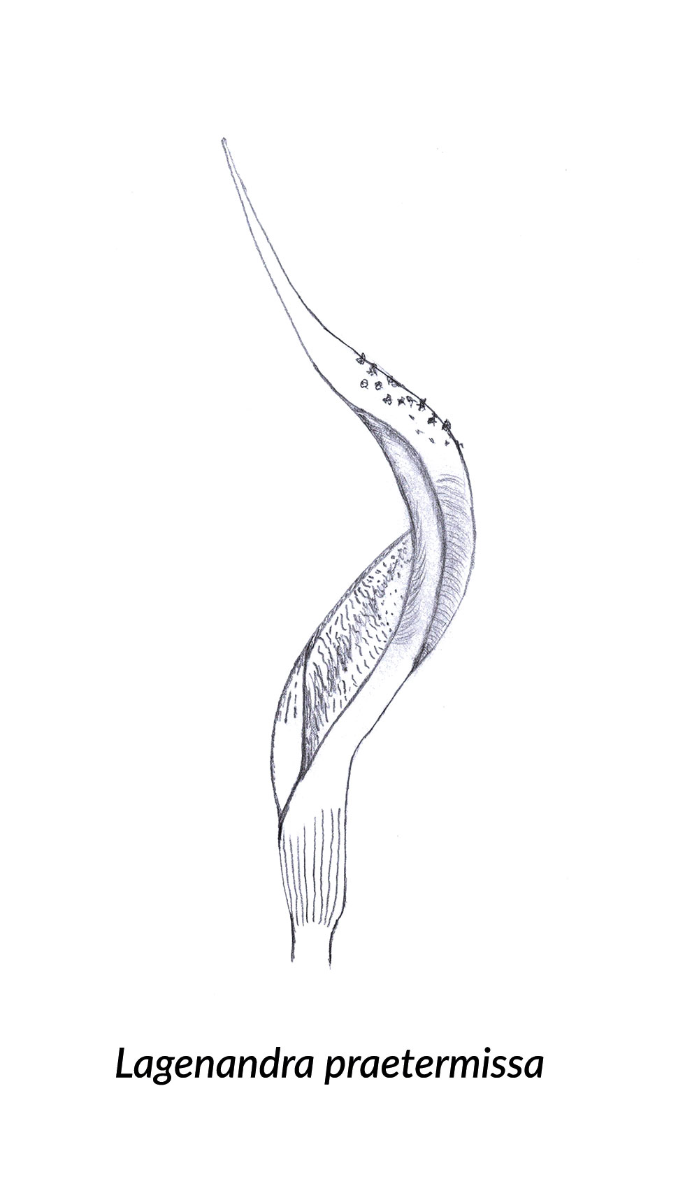 Skizze einer Lagenandra ovata Spatha