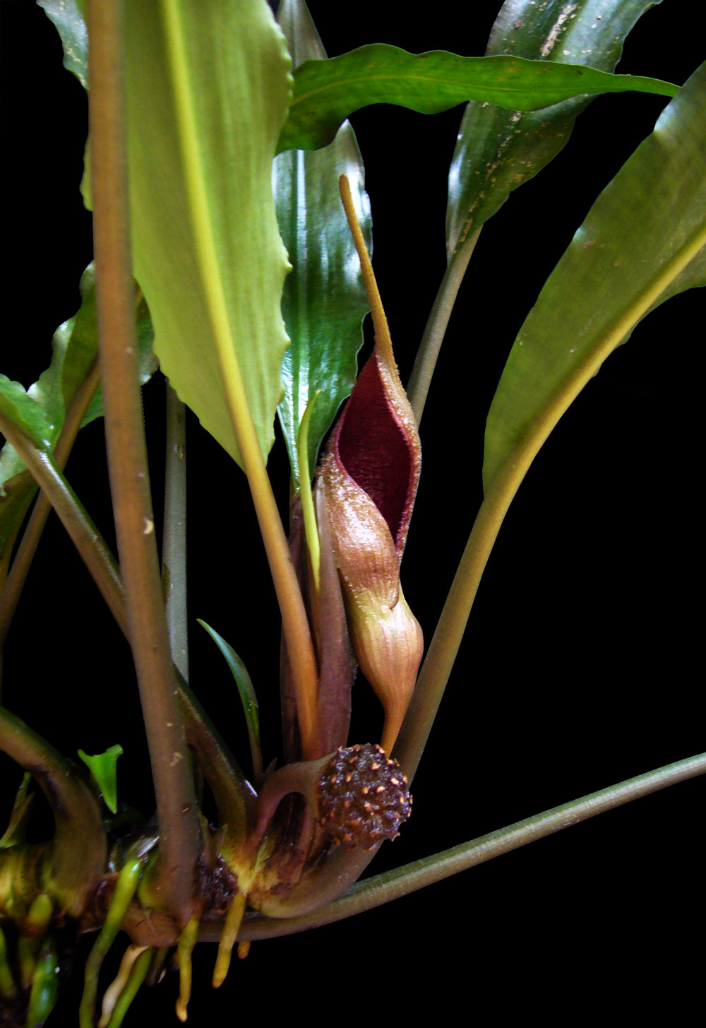 Lagenandra thwaitesii mit Blütenstand und Frucht