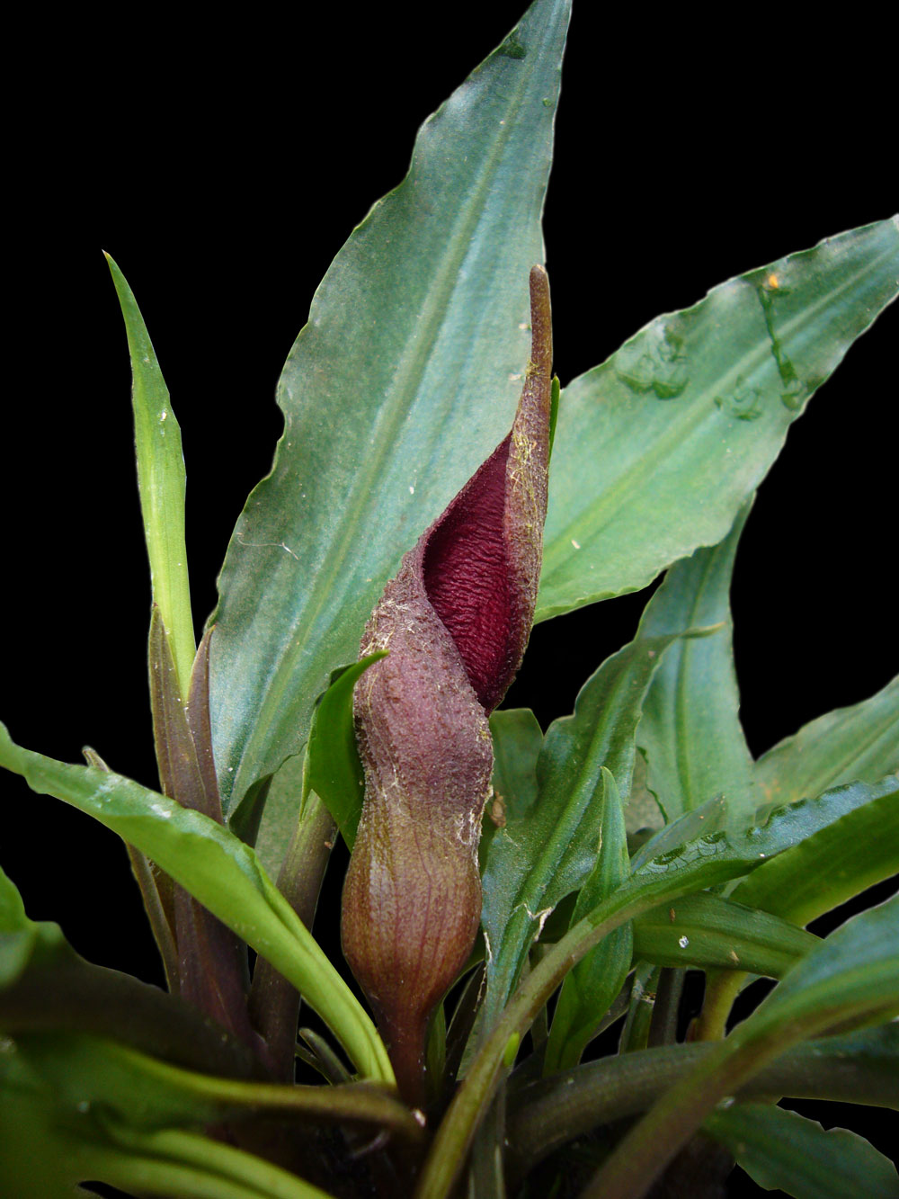 Lagenandra thwaitesii mit Blütenstand