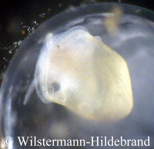 Embryo kurz vor dem Schlupf