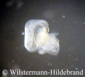 6 Tage alter Embryo