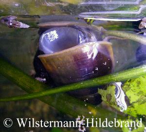 Lanistes beim Atmen