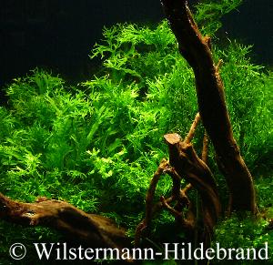 Windelow in einem Aquarium