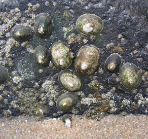 Napfschnecken auf einem Stein
