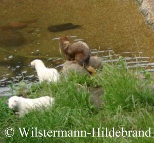 Minks