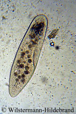 Paramecium frisst Bakterien
