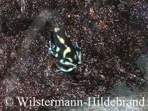 Pfeilgiftfrosch