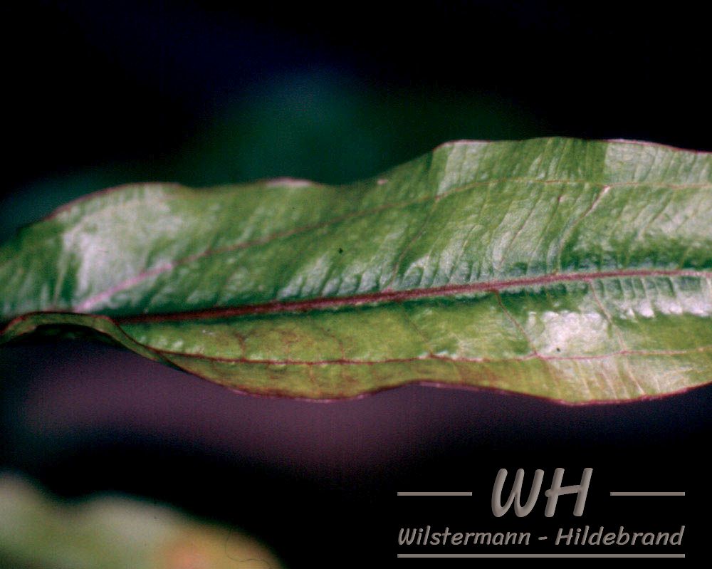altes Blatt