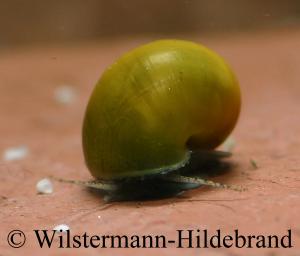 gr&uuml;ne apfelschnecke