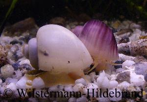 P. diffusa