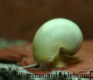 P. diffusa wei&szlig;