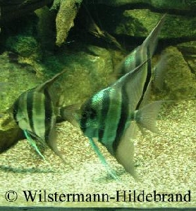 Altum-Skalare