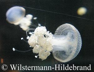 Quallen im Aquarium