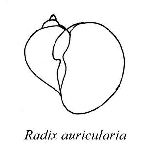 Radix auricularia-Skizze