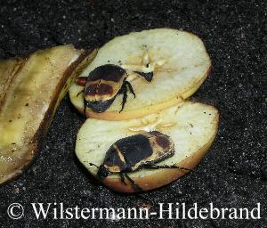 Rosenk&auml;fer